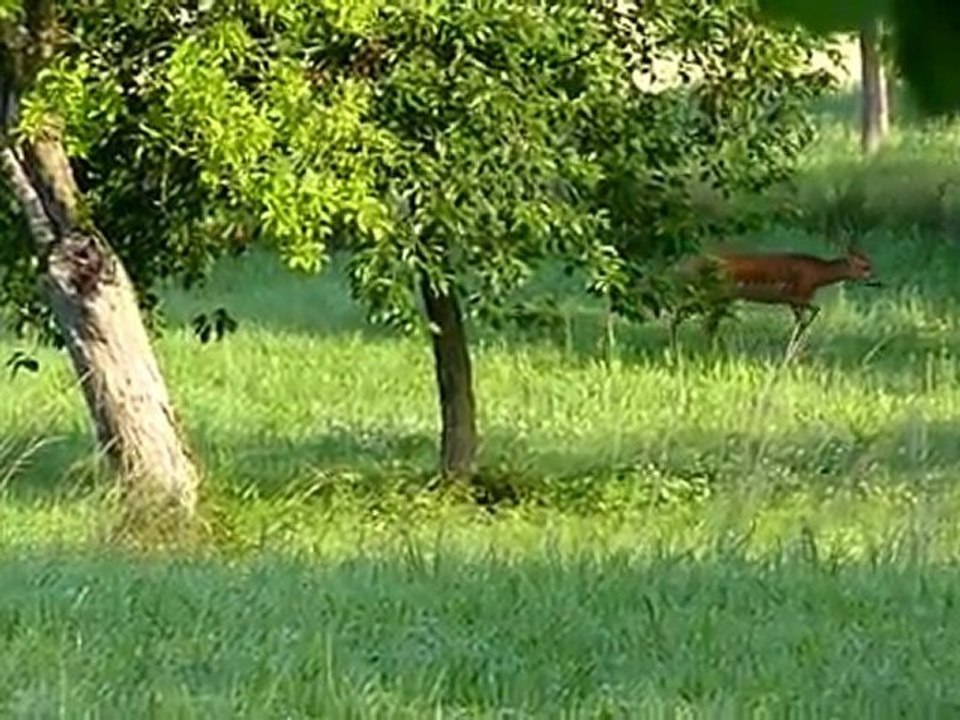 Petit moment de grâce au petit matin à Moyenvic