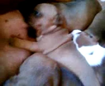 Chiot n°7 Staffordshire bull terrier (staffie)