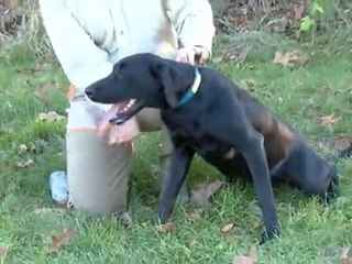 Köpek Bakımı Pratik Bilgiler Durustavcı.com