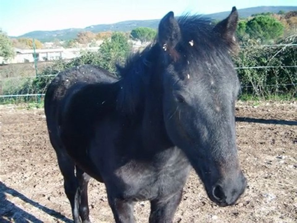 abraxan de la naissance à 1 an