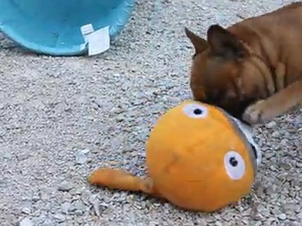 emir le terrible de dalton family passion