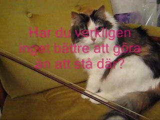 Katja och fiolsträngen