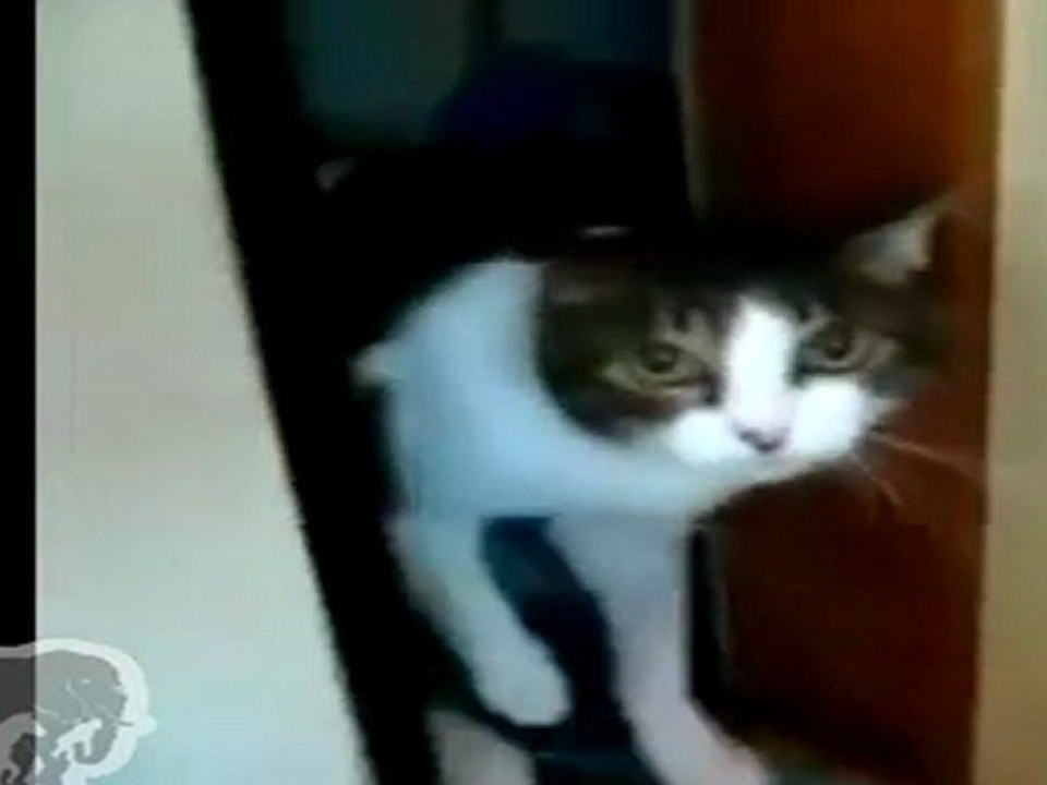 chat qui n'aime pas les paparazzi