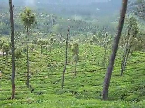 trajet en train au coeur des plantations de thé (Sri Lanka)