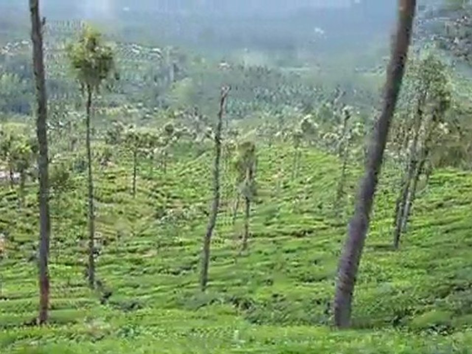 trajet en train au coeur des plantations de thé (Sri Lanka)