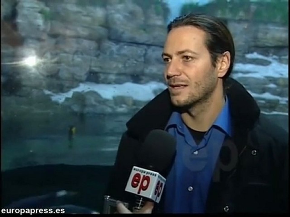 Oceanogràfic incorpora cuatro pingüinos rey