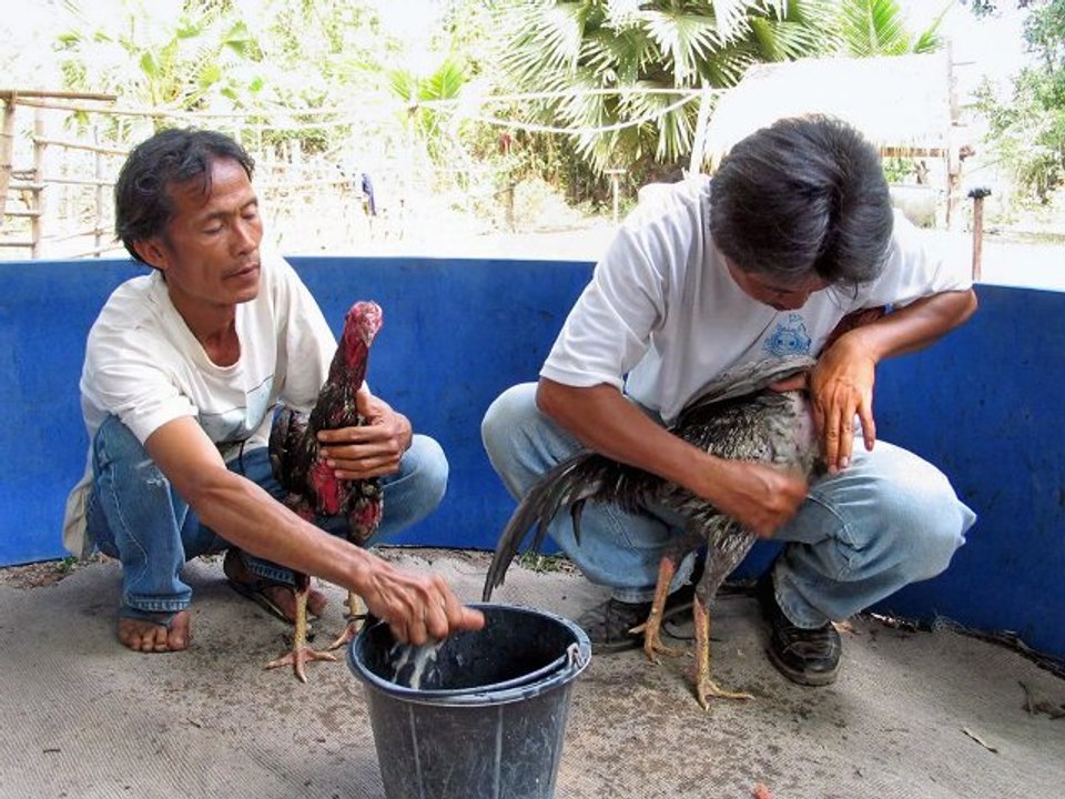 Combat de coqs LAOS