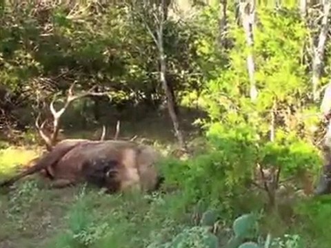 elk_v2Texas Elk Hunting - Another Fine Elk Hunt at Vbharre Ranch