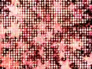 Ropa de moda para perritos