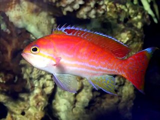 Denizlerdeki Renkli Canlılar