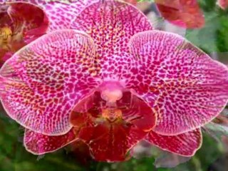 Allah'ın Simetri Sanatı