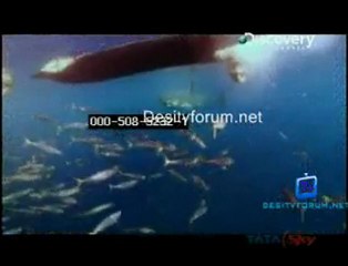 Great White Appetite - 24th June 2011 Video Watch online p1