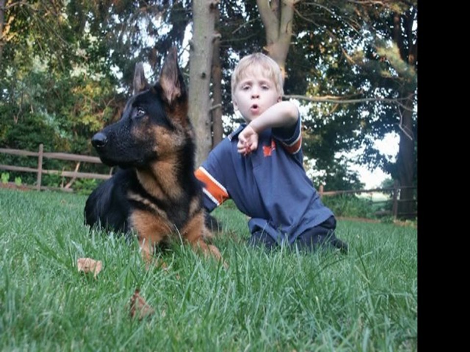 Mesothelioma In Dogs