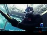 Great White Appetite - 24th June 2011 Video Watch online p6