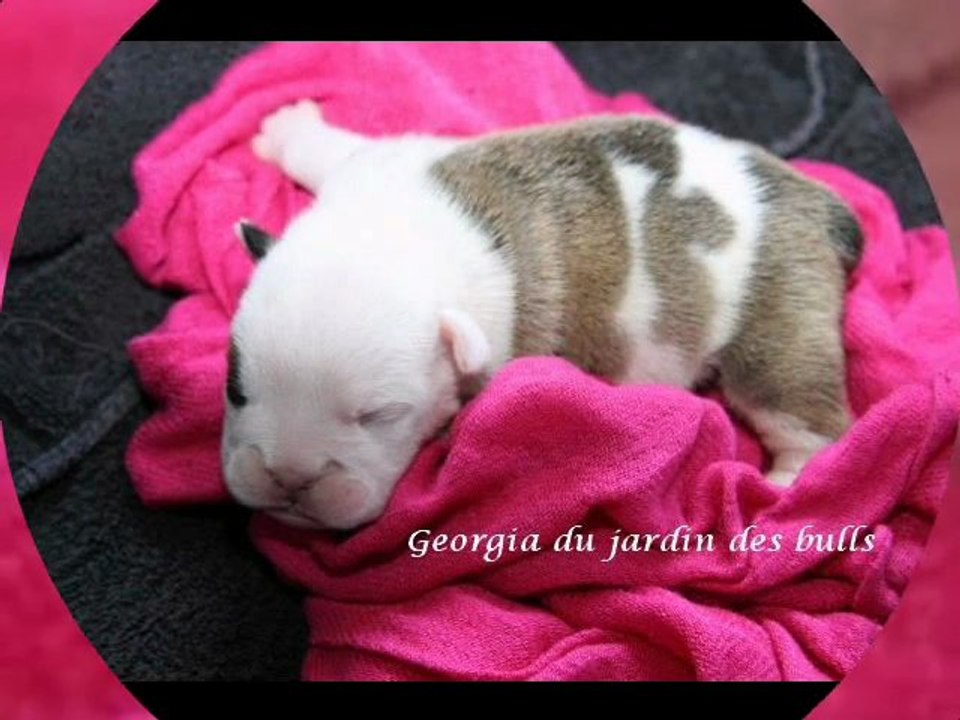 bulldog anglais chiots du jardin des bulls