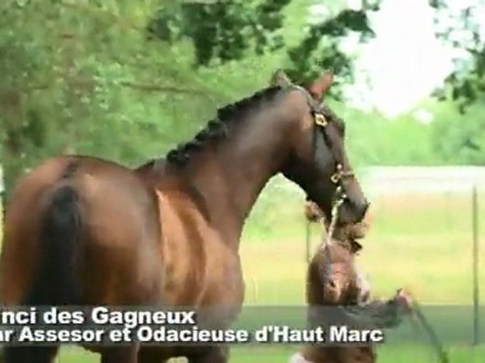 Concours de Paray-le-Monial: 3ème section