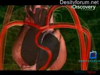 Nature's Deadliest - 24th June 2011 Watch Video Online p7