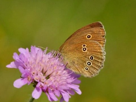 Les fleurs sauvages et les papillons