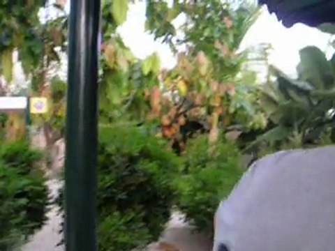 Epcot. Serre de plantes tropicale