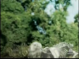 Duelo animal.4/5.Aligator vs Oso negro.exploradoresdelcineonline