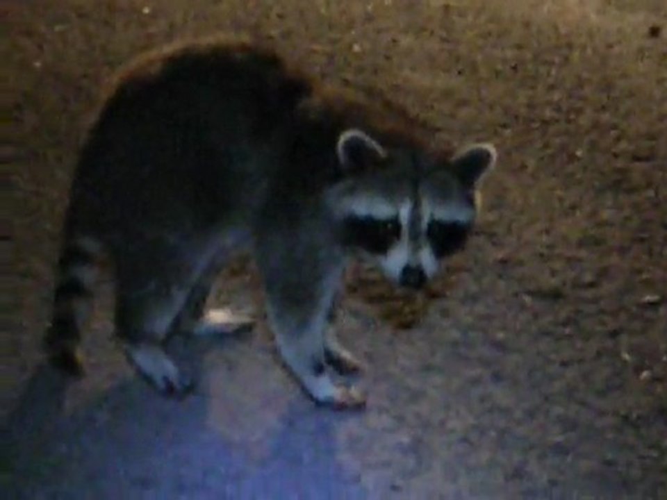 2011-06-26 raton laveur et foot