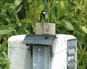 Sauvetage d'une nichée de Charbonnières