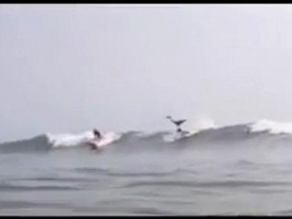Shark jumps over surfer