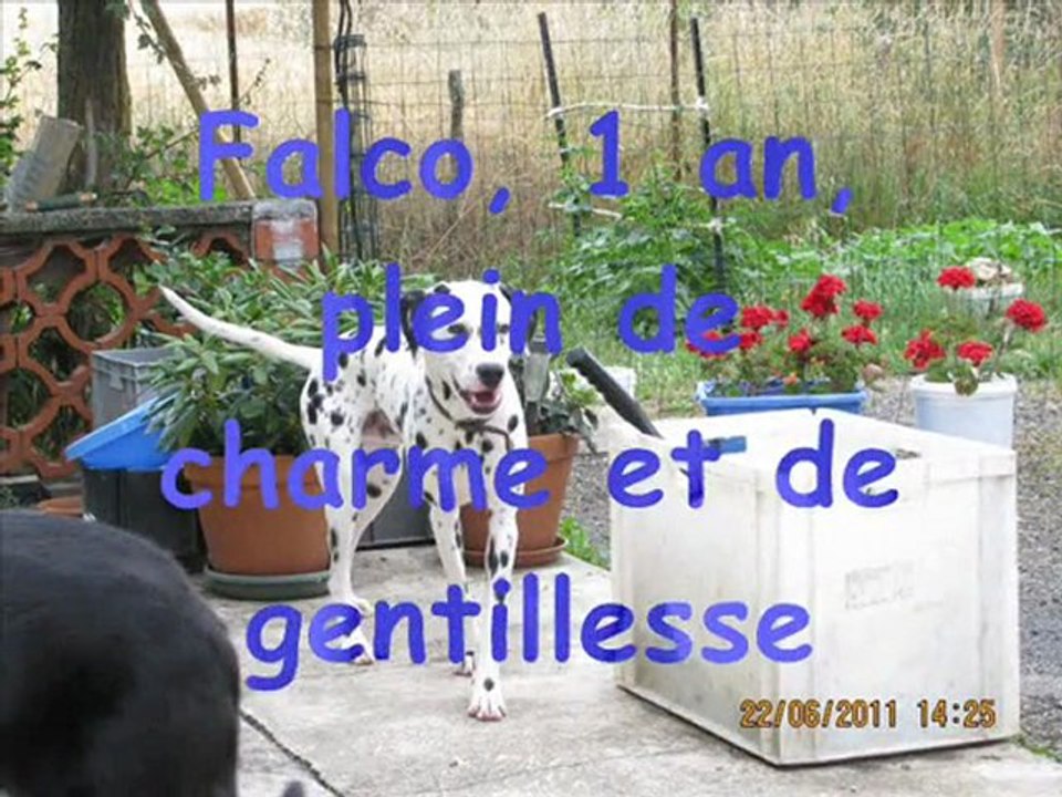 Nos_protégés_dalmaSF_2011_06_25