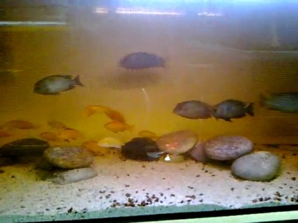 Kafalı Yunus Koloni