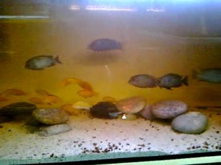 Kafalı Yunus Koloni