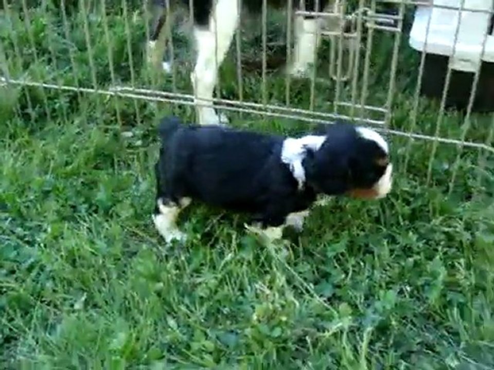 première sortie des chiots de Myssie et Tom