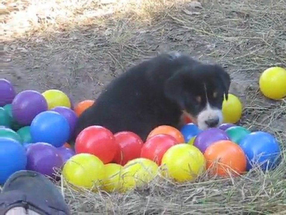 Portée mai 2011 Eclipse x Chorten - SANS COLLIER à 6 semaines