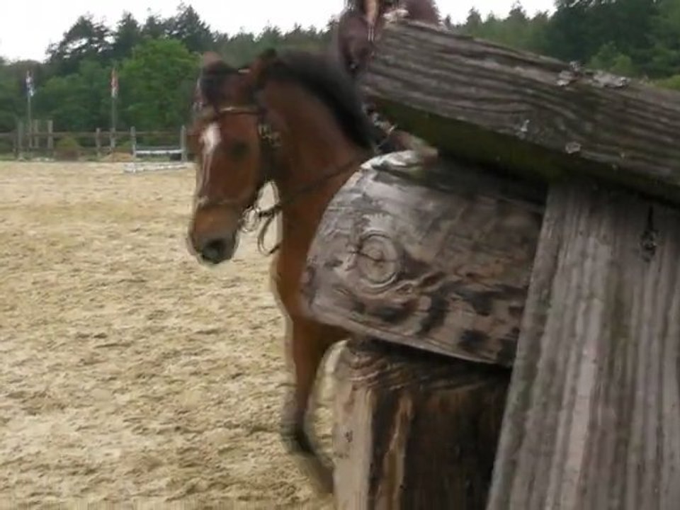 détente dressage galop