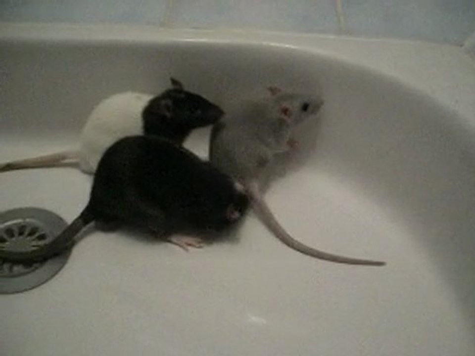 Rencontre rat 2