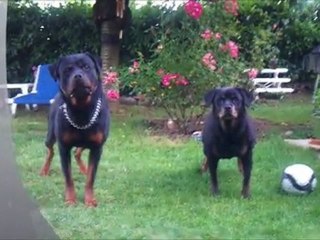 Rottweiler- Rhapsodie & Balzac