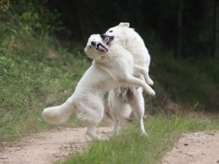 Duc & Elka The Dogs of War