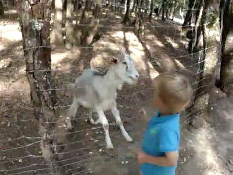 Eskil mater geiter i Animaparc