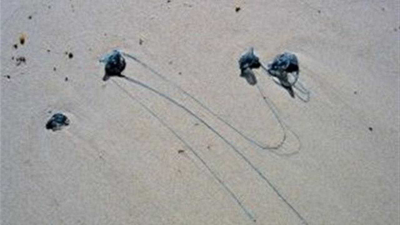 How To Eliminate Bluebottles