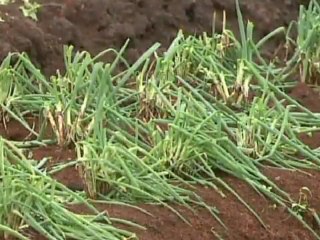 Granizo derruba e danifica 1_6 mil casas no oeste do Paraná_Jornal Nacional