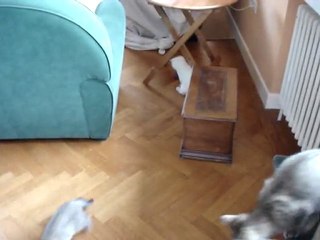 Cat Ball : Les chatons jouent au foot