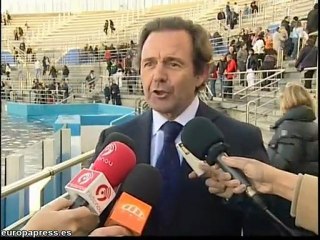 Show de saltadores y delfines en el Oceanogràfic