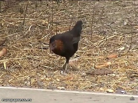 Animales viven hacinados en solar insalubre