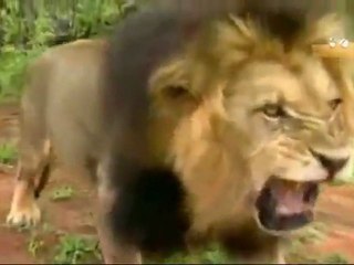 attaque - lions et girafe