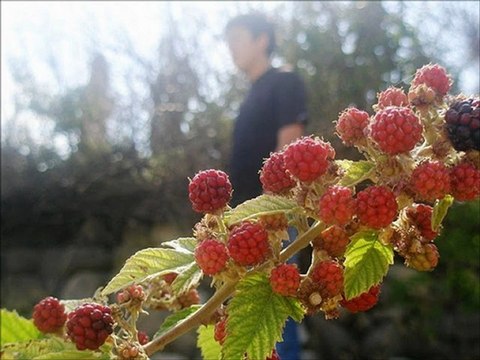 Musa Eroğlu - Yummayın Kirpiklerini (Malatya Fethiye Köyü)