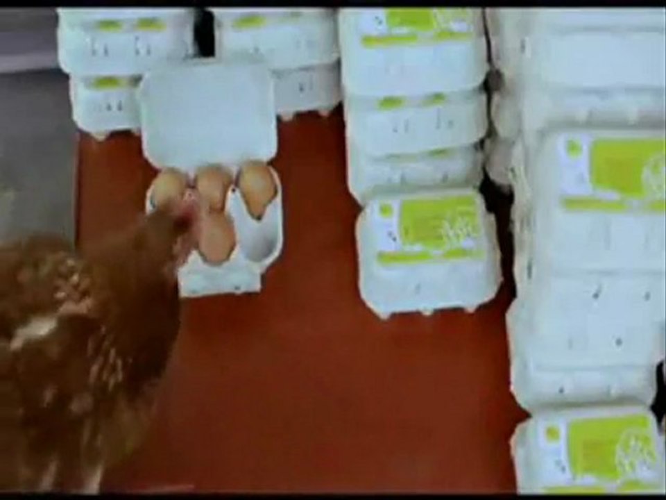 les_vrais_oeufs_bio