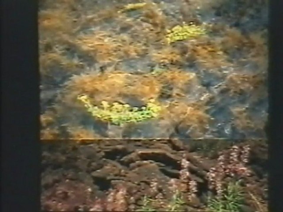 Les Cicatrices du feu