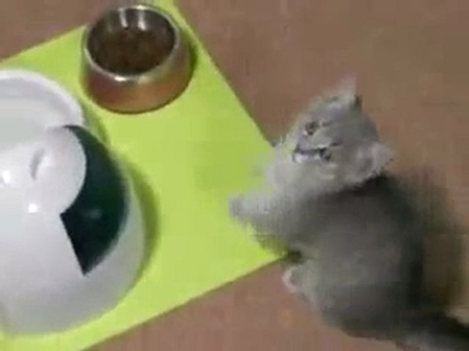 [FUNNY] Chaton qui implore à Manger [Goodspeed]
