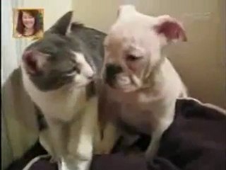 [FUNNY] Chat Boxeur [Goodspeed]