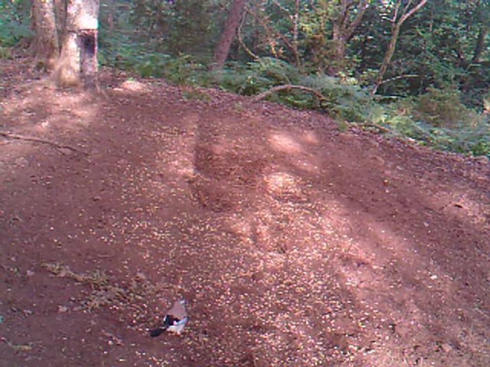 3 liévres pressés !!!!!!!!!!!