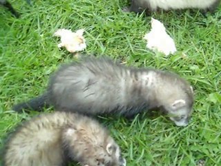 Bébés 2011 de Elfy et Lilie encore à la maison